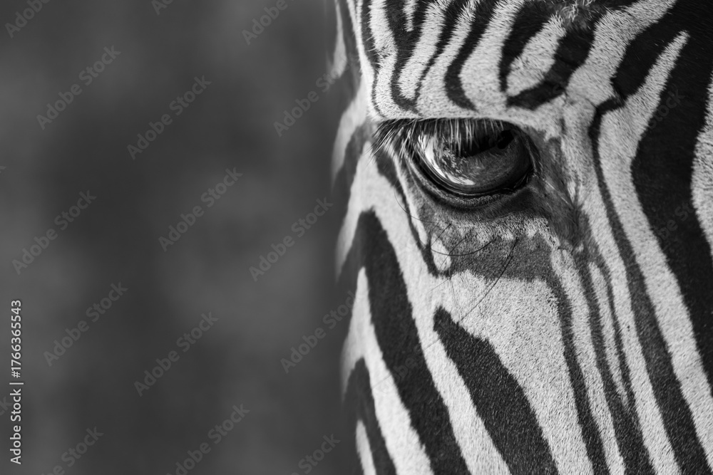 Fototapeta premium Mono close-up of eye of Grevy zebra