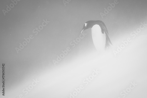 Photography Mono gentoo penguin stands looking down slope