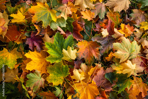Dense layer of autumn leaves in yellows, oranges, greens, and browns covers t...