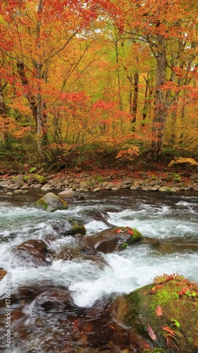 vertical video of stream in autumn forest