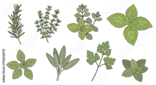 Collection of Various Fresh Culinary Herb Leaves on White Background.