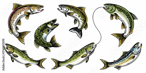 Collection of realistic illustrations of various trout fish species in dynamic poses on a white background