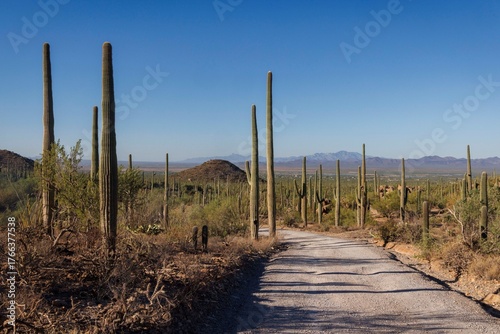 фотографія The iconic Bajada Loop Drive in Arizona's Saguaro National Park.