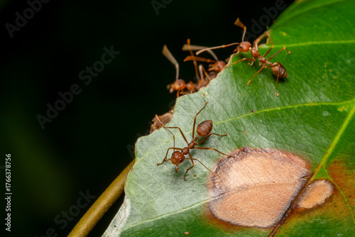 Green Tree Ant - Oecophylla smaragdina, small common ant native to the forests and bushes of Southeast Asia and Australia, Vietnam.