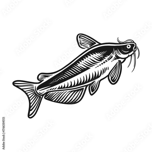 Catfish silhouette engraving vector hand drawn