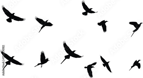 Bird silhouettes, flying birds, pheasant flight, wings spread, motion in air, wildlife illustration, nature silhouettes, avian movement, flock in flight