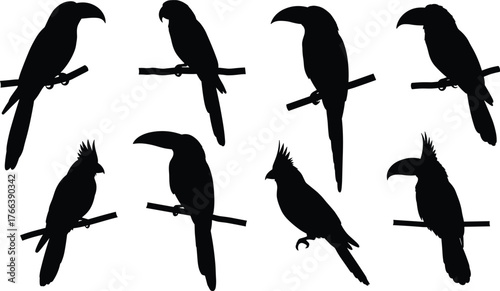 Bird silhouettes on branches, parrots, toucans, crested species, black and white, perched poses, avian illustration, wildlife art, nature design