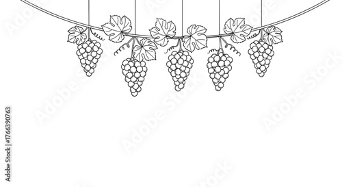 Hand drawn sketch of hanging grape bunches on a vine garland.