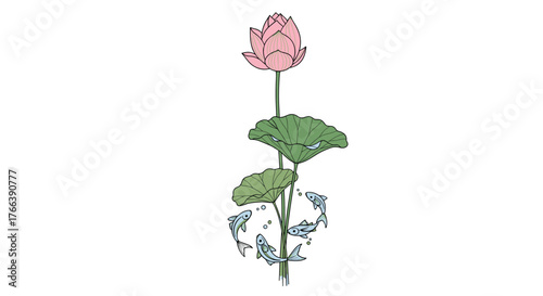 Beautiful pink lotus blossom with fish circling the stem.