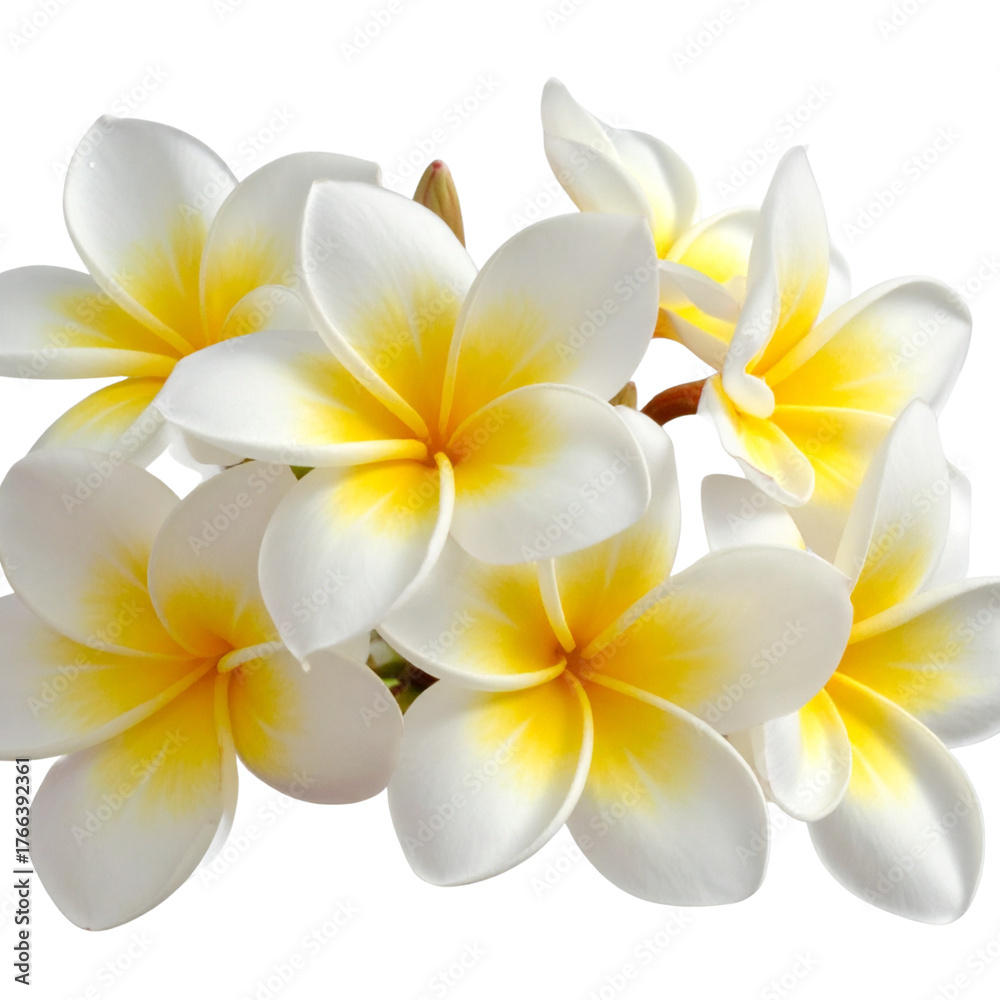 Fototapeta premium Frangipani Flower Cluster, Angled Side View, Transparent PNG