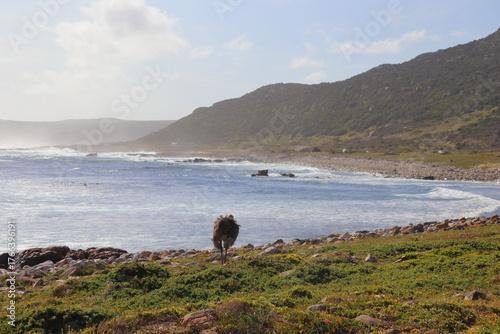 Ostrich direct by cape of good hope in south africa