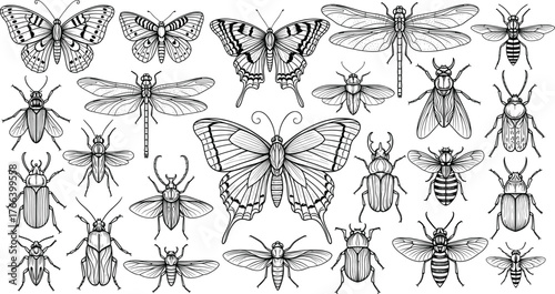 Insect illustration set, black and white entomology vector, butterfly dragonfly beetle bee fly graphics, detailed line art, biological reference design