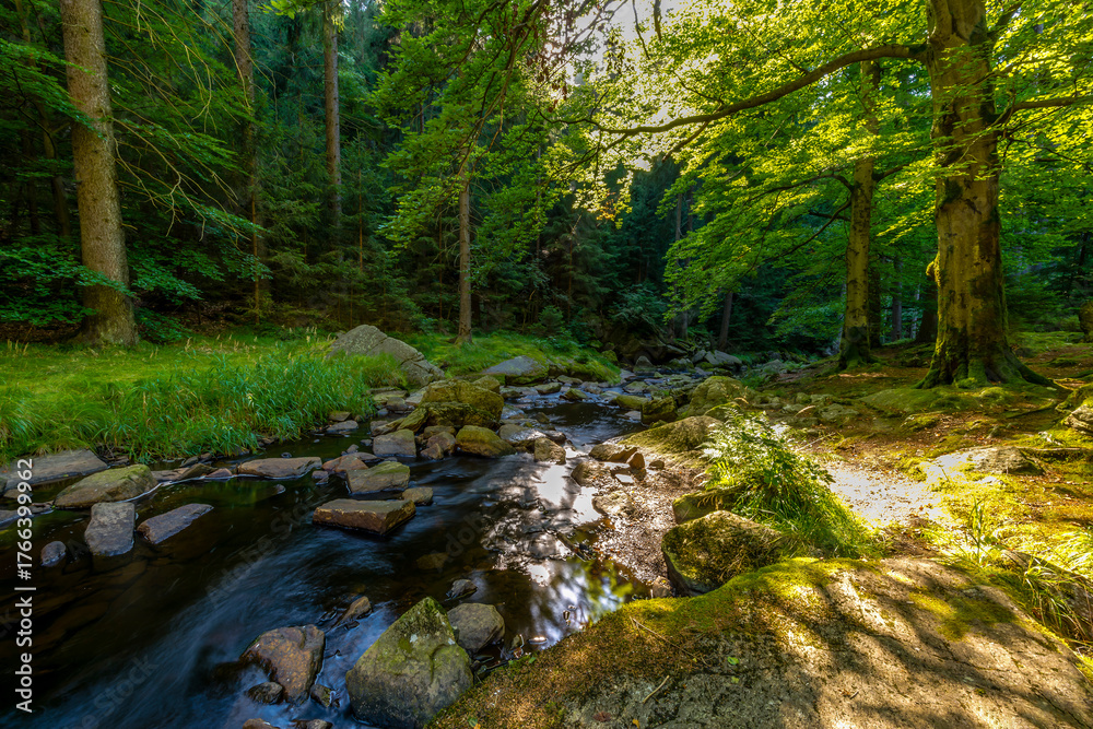 Fototapeta premium stream in the forest