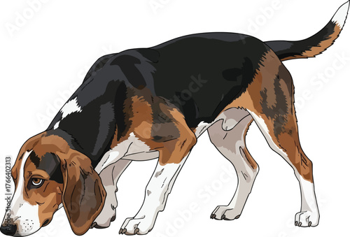 Estonian Hound dog sniffing ground alert vector illustration