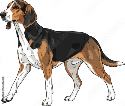 Estonian Hound dog walking trotting elegant vector illustration