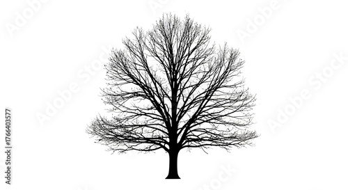 Bare deciduous tree silhouette against a stark white background, symbolizing winter or dormancy.