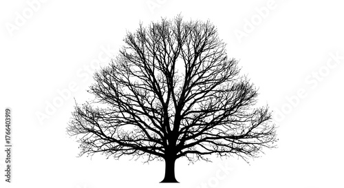 Striking silhouette of a bare deciduous tree against a stark white background