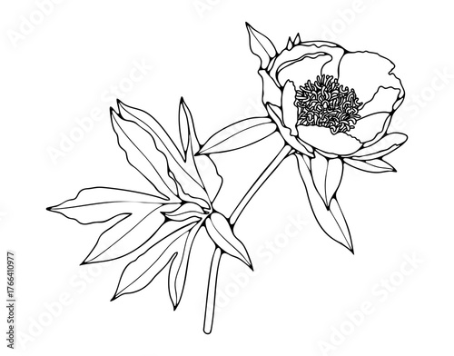 Hand drawn peony flower with leaves sketch or outline isolated on white background