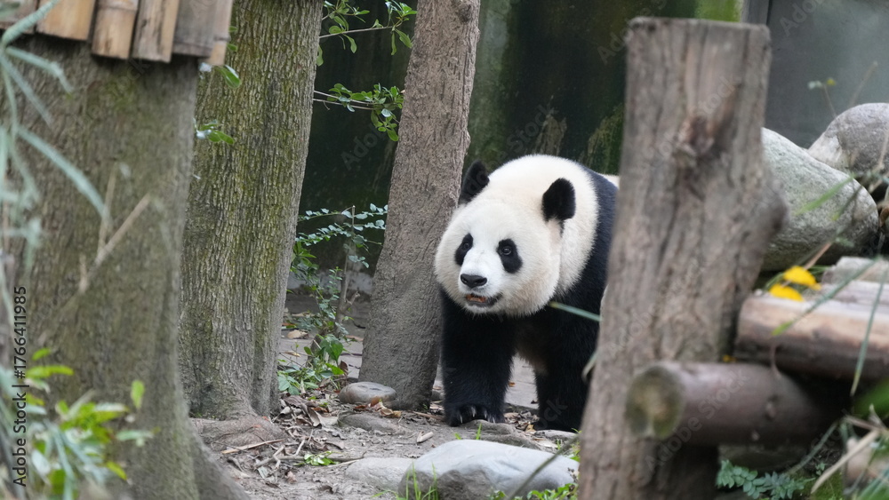 Obraz premium Giant panda walking through forest