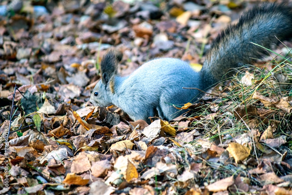 Fototapeta premium a young grey squirrel in an autumn birch forest