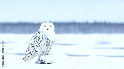 Snowy owl perched on a snowy landscape with a serene winter background and soft lighting