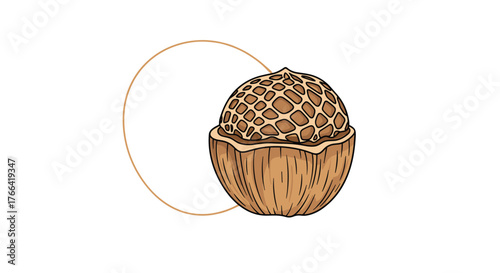 A detailed illustration of a halved walnut with its textured kernel set against a minimalist circle on a white backdrop.