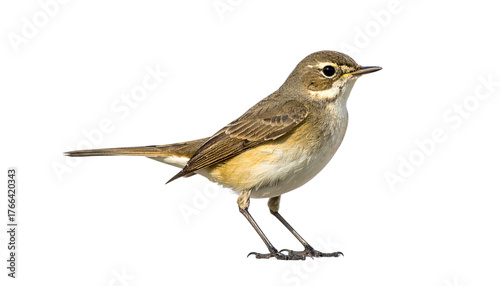 a nightingale isolated on transparent background