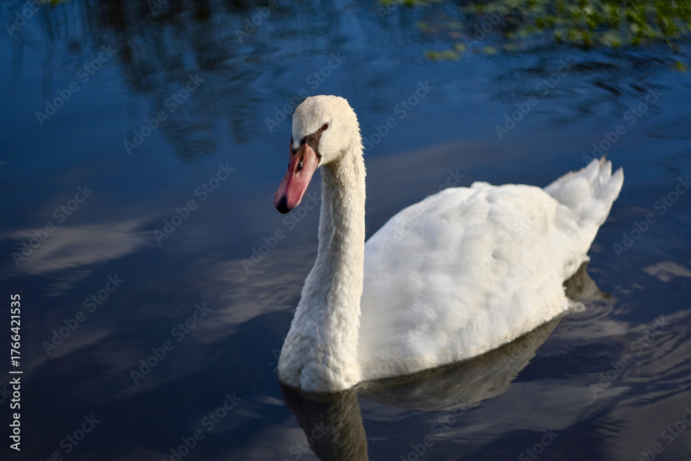 Fototapeta premium White swan gracefully swimming on a calm blue lake