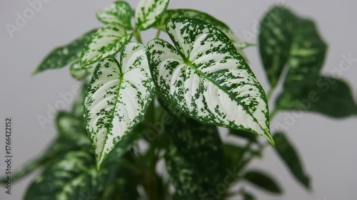 Elegant Aglaonema Plant Displaying its Beautiful Green and White Variegated Leaves