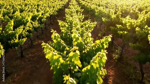 Lush Vineyard Rows in Golden Sunlight with Vibrant Green Leaves And Warm Tones on Soil during Daytime