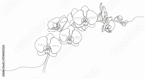 Orchid flowers line art in continuous line minimalist botanical design.
