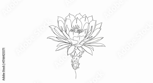 Lotus flower in bloom minimalist botanical line art design illustration.