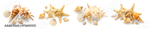 Set of many sea shells on w...