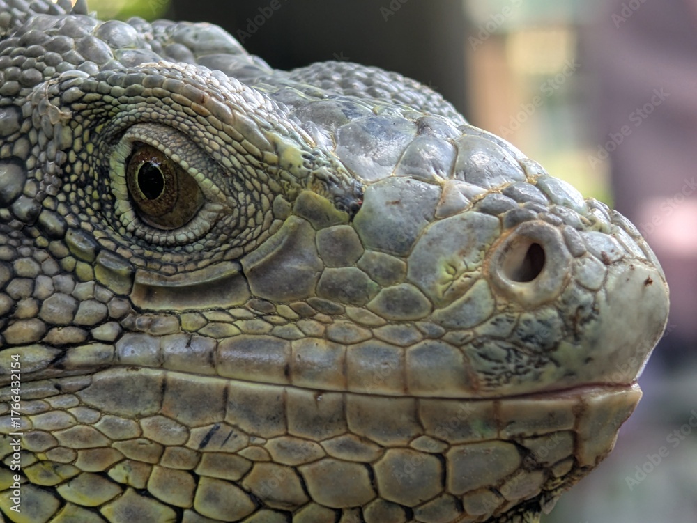 Obraz premium Iguanas have a third eye on top of their heads, can jump from heights of up to 40-50 feet without injury, can change color and are cannibalistic when hungry.