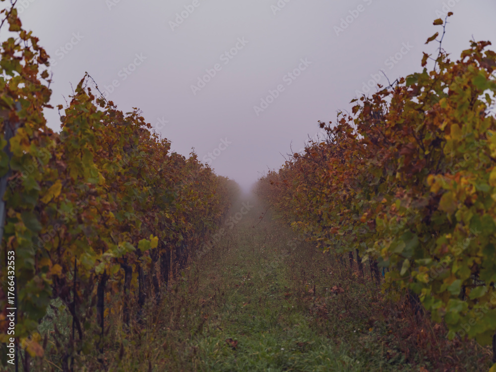 Fototapeta premium autumn vineyards in the mist 