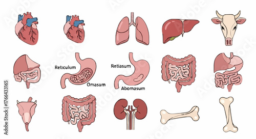 Anatomical chart of a cow's internal organs. A collection of veterinary illustrations showing the heart, liver, lungs, and ruminant digestive system