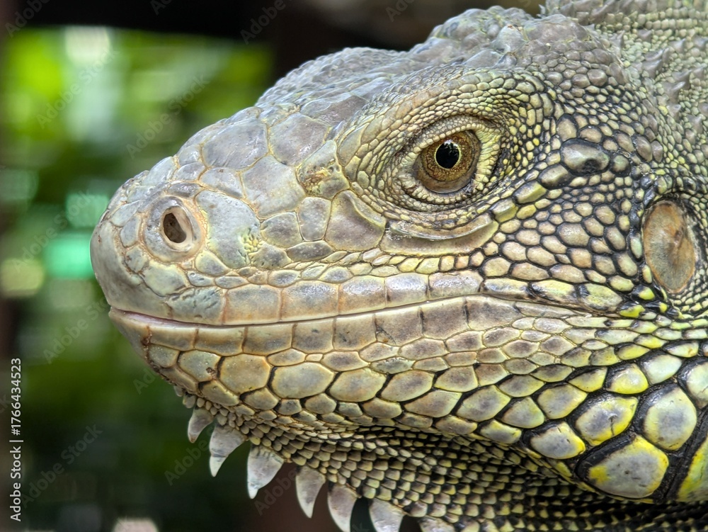 Fototapeta premium Iguanas have a third eye on top of their heads, can jump from heights of up to 40-50 feet without injury, can change color and are cannibalistic when hungry.