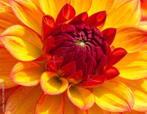 Close-up of a vibrant yellow and red dahlia flower in full bloom