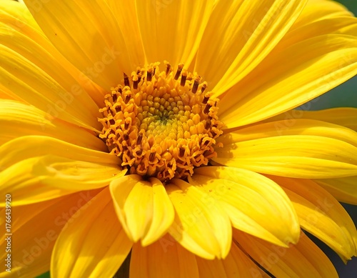 Close-up of a vibrant yellow sunflower in full bloom showing intricate details