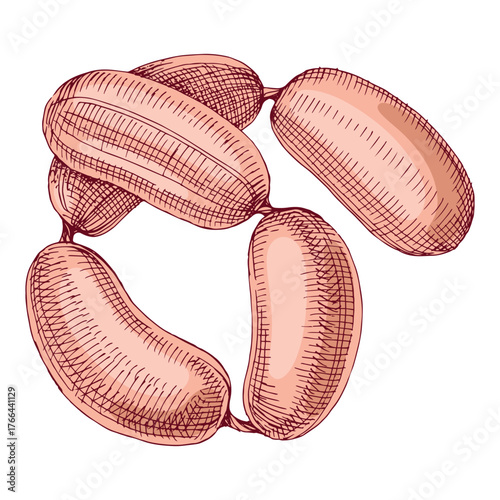 Sausages hand drawn vector illustration