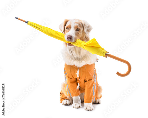Cute Australian Shepherd do...