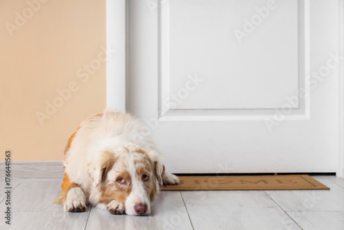 Cute Australian Shepherd do...