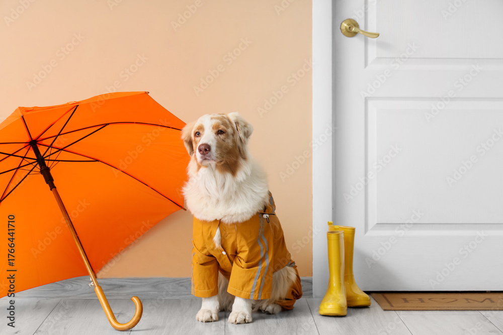 Φωτογραφία Cute Australian Shepherd dog with gumboots and umbrella near door in hallway