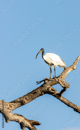 heron on a tree branch against blue sky, Sri Lanka 