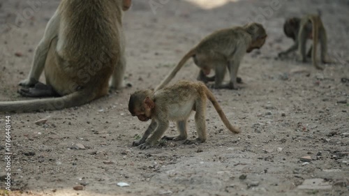 Young macaques wander curiously across dusty temple ground in Lopburi, Thailand