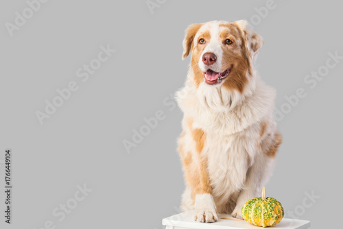 Cute Australian Shepherd do...