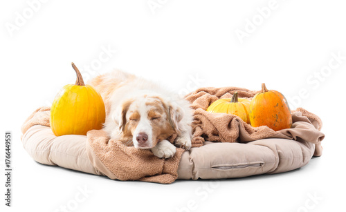 Cute Australian Shepherd do...