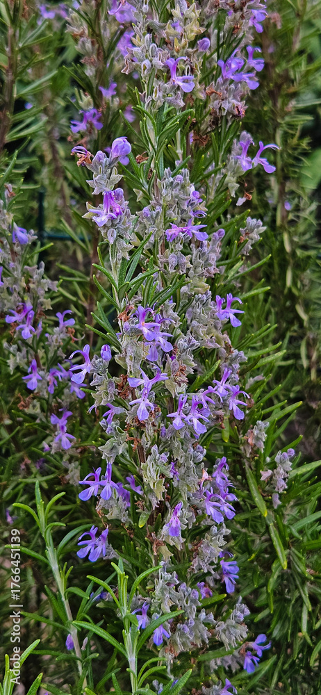 Obraz premium close up shot of rosemary plants