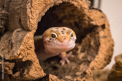 Cute baby leopard gecko peeking out from a hollow branch