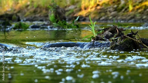 Close-up of a small, clear stream flowing in a fores.